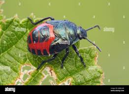 Attēlu rezultāti vaicājumam “Zicrona caerulea”