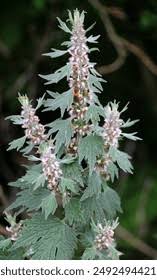 Attēlu rezultāti vaicājumam “Leonurus quinquelobatus”