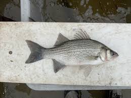 Image result for Morone chrysops