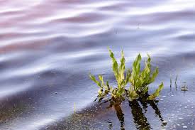 Attēlu rezultāti vaicājumam “Rumex aquaticus bud”