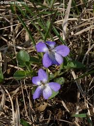 Attēlu rezultāti vaicājumam “Viola rupestris flower”