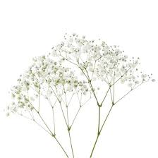 Attēlu rezultāti vaicājumam “Gypsophila paniculata flower”