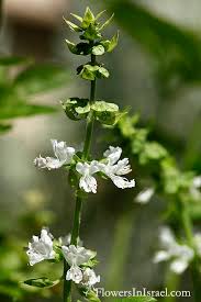 Image result for Ocimum basilicum