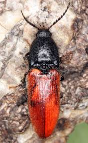 Attēlu rezultāti vaicājumam “Ampedus pomorum”