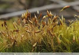 Attēlu rezultāti vaicājumam “Campylopus pyriformis”