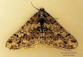 Attēlu rezultāti vaicājumam “Agriopis leucophaearia”