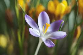 Attēlu rezultāti vaicājumam “Crocus tommasinianus flower”