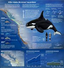 Image result for Orcinus orca