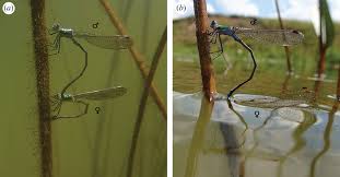 Attēlu rezultāti vaicājumam “Lestes sponsa”