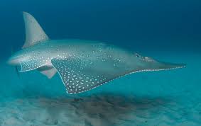 Image result for Rhynchobatus australiae