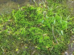 Attēlu rezultāti vaicājumam “Bryum schleicheri”