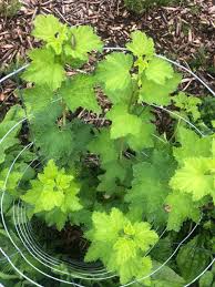 Attēlu rezultāti vaicājumam “Ribes nigrum leaf”