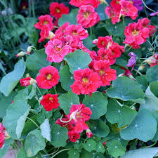 Attēlu rezultāti vaicājumam “Tropaeolum majus flower”