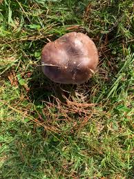 Attēlu rezultāti vaicājumam “Tricholoma sp.”