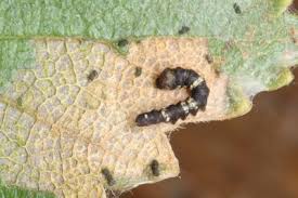 Attēlu rezultāti vaicājumam “Falcaria lacertinaria”