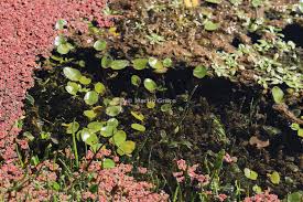 Attēlu rezultāti vaicājumam “Potamogetonaceae”