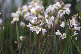 Attēlu rezultāti vaicājumam “Cardamine pratensis flower”