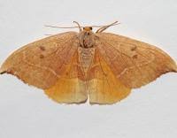 Attēlu rezultāti vaicājumam “Watsonalla binaria”