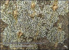 Attēlu rezultāti vaicājumam “Opegrapha rufescens”