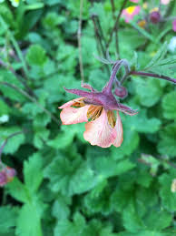 Attēlu rezultāti vaicājumam “Galium rivale flower”