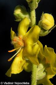 Attēlu rezultāti vaicājumam “Verbascum densiflorum flower”