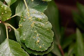 Attēlu rezultāti vaicājumam “Eriophyes laevis”