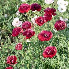 Image result for Papaver rhoeas 'Shirley'