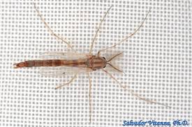 Attēlu rezultāti vaicājumam “Chironomidae”