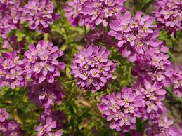 Image result for Iberis umbellata