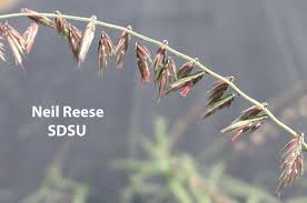 Attēlu rezultāti vaicājumam “Antitrichia curtipendula sporophyte”