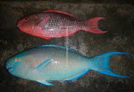 Image result for Scarus rubroviolaceus