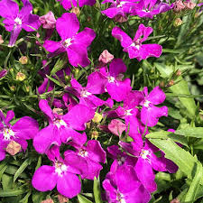 Image result for Männertreu