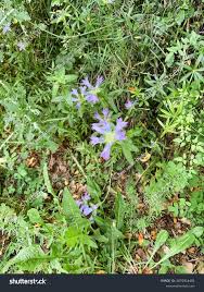 Image result for Campanula lingulata