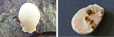 Attēlu rezultāti vaicājumam “Fuligo septica var. candida”