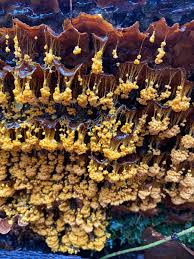 Attēlu rezultāti vaicājumam “Badhamia nitens sessile”