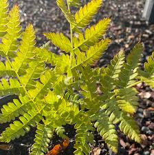 Attēlu rezultāti vaicājumam “Matteuccia struthiopteris”