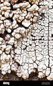 Attēlu rezultāti vaicājumam “Xylobolus frustulatus”