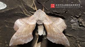 Attēlu rezultāti vaicājumam “Laothoe amurensis”