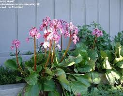 Attēlu rezultāti vaicājumam “Bergenia crassifolia”