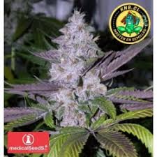 Resultado de imagen para la marihuana channel