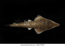 Image result for Glaucostegus cemiculus