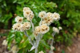 Attēlu rezultāti vaicājumam “Gnaphalium sylvaticum flower”