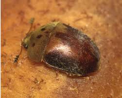 Attēlu rezultāti vaicājumam “Cychramus luteus”