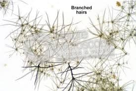 Attēlu rezultāti vaicājumam “Verbascum nigrum leaf”