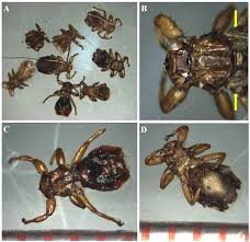 Attēlu rezultāti vaicājumam “Lipoptena cervi”