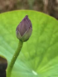Attēlu rezultāti vaicājumam “Lotus sp. bud”