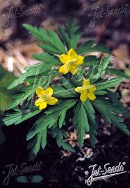 Attēlu rezultāti vaicājumam “Anemone ranunculoides flower”