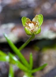 Attēlu rezultāti vaicājumam “Sagina procumbens flower”