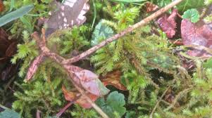 Attēlu rezultāti vaicājumam “Asarum europaeum leaf”