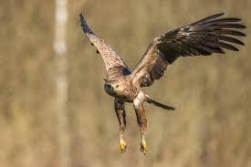 Attēlu rezultāti vaicājumam “Aquila pomarina”